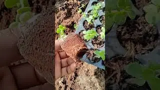 jafe plant cutting Grow #plants #sort
