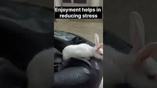 Bunnies on bean bag #love #ytshorts #funny #shortsvideo #bunnies#rabbitsmeme#viral... more