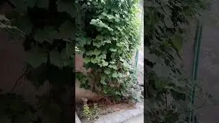 Grapes in Summer.