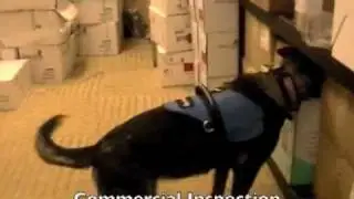 Dog Inspectors -  Canine Bed Bug Inspection