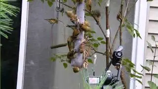Yes we have Goldfinches swarming on Nyjer feeder