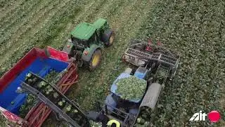 Erkaya FoodTech : AIT Brokoli Hasat Makinesi