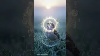 Powerful audio to heal/maintain health of birds, pets, etc.