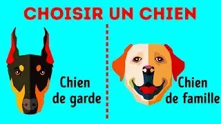 Un Guide Complet Pour Trouver le Chien Qui te Correspond le Mieux