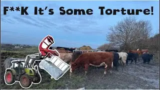 Outwintering Cows.... Is it really worth all the hassle??