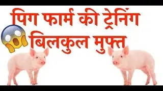 Pig Farm Training Free Free Free!!!!! 09997527528, 08923381638, 09528919837, 06396007750.