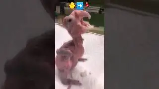 Palm cockatoo groth stage🐥➡️🦜 #birds #viral #shorts #ytshorts #trending #cockatoo