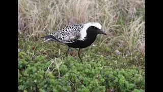 Grey Plover Bird Call