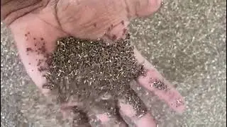 Syrian Rue Seeds Available - Best Quality Available