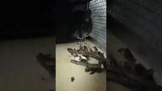 Оцениваем новую погрызушку от Надежды!!! Шуне очень понравилось!!!