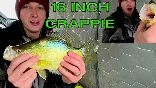 Ice Fishing For 16 INCH Crappies (Jigging)