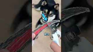 Удивительные когтерезки для собак