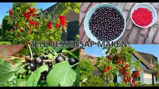 Bessensap maken van rode bessen (aalbessen) en zwarte bessen