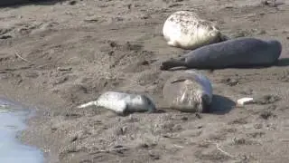 4/9/17 Harbor Seal Pups, Russian River