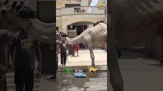 Camel Qurbani 2025 By Shiekh Sb