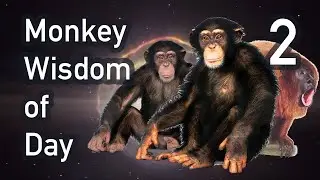 Monkey Wisdom of Day 2 (MOTIVATIONAL)