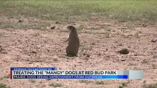From Mange to Advocacy: Wilson the Prairie Dog