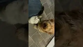 Swag & Honey every time I eat PET INTIMIDATION