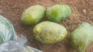 Paris filma tudo, muita chuva e colhendo frutas em Paripiranga Bahia  🗼🗼🗼