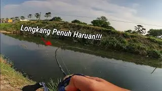 Soft Frog Disambar Ikan Haruan Bertalu Talu Tanpa Henti!