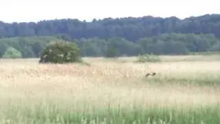 Minsmere bittern in flight