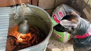 Black Copper Marans and Rhode Island reds