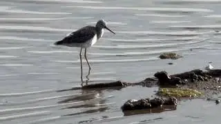 Biking Trail  - Bird Watching - Eden Landing - Union City   | 12/16/2025