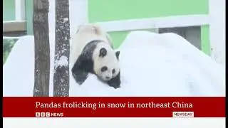 Giant Panda plays in the heavy snow and has fun (a few more shots) (fun story) (China) 29/Dec/2025