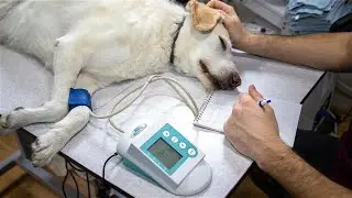 Veterinary Services
