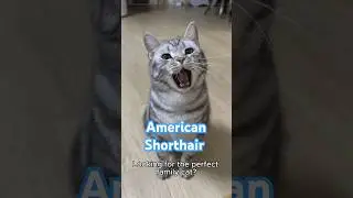 American Shorthair &ndash; The Ultimate Family Cat! 🇺🇸🐾 #americanshorthair #catshorts