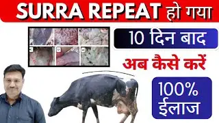 10 दिन बाद SURRA रिपीट हो गया 👉🏽 कैसे करें 100% इलाज Repeat Surra Symptoms in Cattle