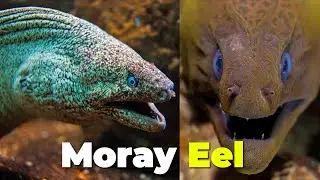 DEADLY Facts About Moray Eels