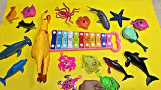 🐳 ASMR_Video * Seal, Octopus, Starfish, Colorful Fish, Shark, Crab, Dolphin, Turtle And Many More...