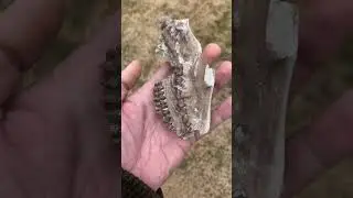 Small Fossil Oreodont skull from the Brule
