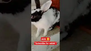 kya kre guys? 😳. #rabbit #sick #comment