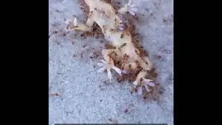 Crazy Ants Cooperate to Carry Food (Dead Lizard)