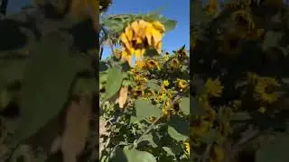 Magnificent Sunflower Garden! #shorts #fall