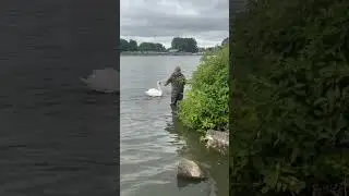 Rescuing a cygnet, while mum keeps attacking me .
