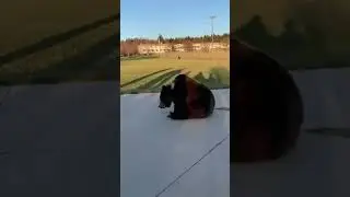 Bear tumbles on a skateboard😂
