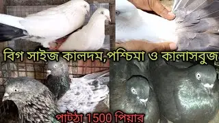 বিগ সাইজ কালদম, পশ্চিমা ও কালাসবুজ