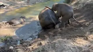 Funny Baby Elephant Water Moments: Playful Baby Elephant Siblings Playing in Water