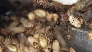 Camponotus conspicuus inaequalis