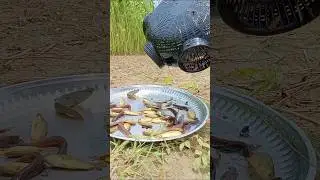 New fishing technique using Chinese equipment #fishingtechniques #fishingequipment #fishing #chinese