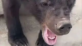 Daily life record of a lively and cute little bear🐻❤️#bear#animals #cute #zoo