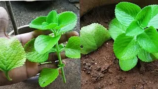 MEXICAN MINT PLANT | HOW TO GROW MEXICAN MINT PLANT | BENEFITS OF MEXICAN MINT PLANT