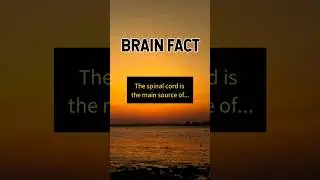 Brain Fact. #CuriousCorner101 #Brain #BrainFact #BrainFacts