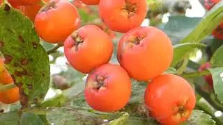 Rowan Berries - Sorbus - Reynitr&eacute; - Reynir - Berjaklasar - Gar&eth;tr&eacute; - Skrauttr&eacute;