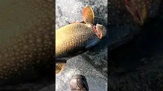 Озерная форель на льду