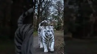 Walking With A Rare White Tiger - Unbelievable! #tiger #whitetiger #shortsfeed #shorts #wild