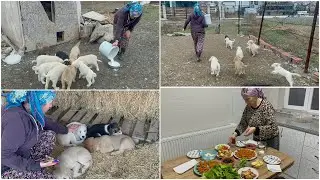 SİZDEN 40 GÜNDÜR SAKLADIĞIM MİNİK YAVRULARIM🥹 